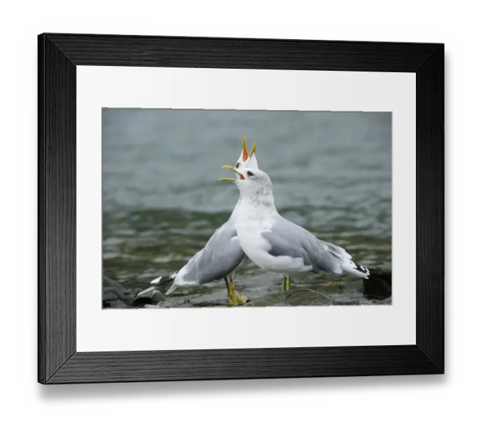 Framed Print : Two Common Gulls -Larus canus- standing in the water and greeting each other, Katmai National Park, Alaska Framed Print : Two Common Gulls -Larus canus- standing in the water and greeting each other, Katmai National Park, Alaska