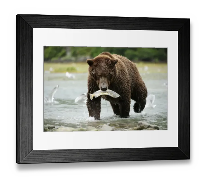Framed Print : Brown Bear -Ursus arctos- crossing the river with salmon in its mouth, Katmai National Park, Alaska Framed Print : Brown Bear -Ursus arctos- crossing the river with salmon in its mouth, Katmai National Park, Alaska