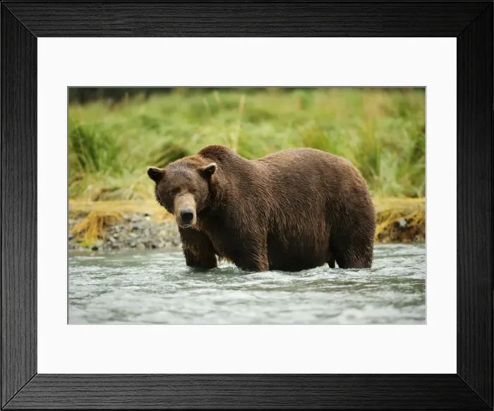 Framed Print : Brown Bear -Ursus arctos- standing in the river, looking for salmon, Katmai National Park, Alaska Framed Print : Brown Bear -Ursus arctos- standing in the river, looking for salmon, Katmai National Park, Alaska