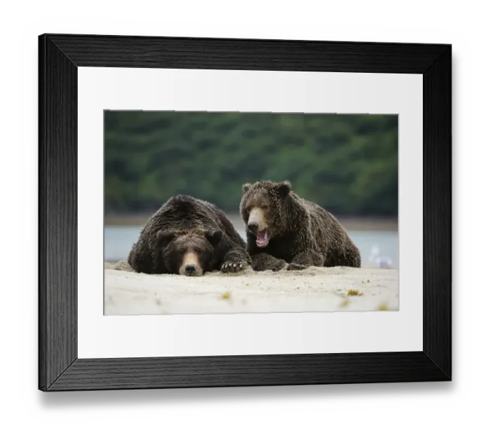 Framed Print : Two Brown Bears -Ursus arctos- dozing next to each other in the sand, Katmai National Park, Alaska