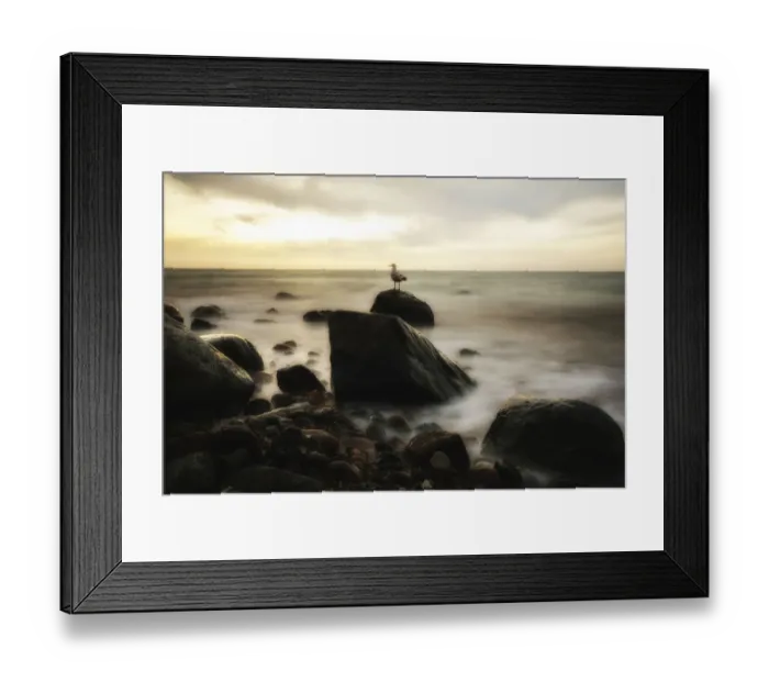 Framed Print : Stretch of coast with rocks and seagull, near Ahrenshoop, Fischland, Mecklenburg-Western Pomerania, Germany Framed Print : Stretch of coast with rocks and seagull, near Ahrenshoop, Fischland, Mecklenburg-Western Pomerania, Germany