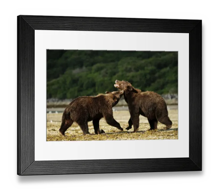 Framed Print : Two Brown Bears -Ursus arctos- play-fighting with each other, Katmai National Park, Alaska Framed Print : Two Brown Bears -Ursus arctos- play-fighting with each other, Katmai National Park, Alaska