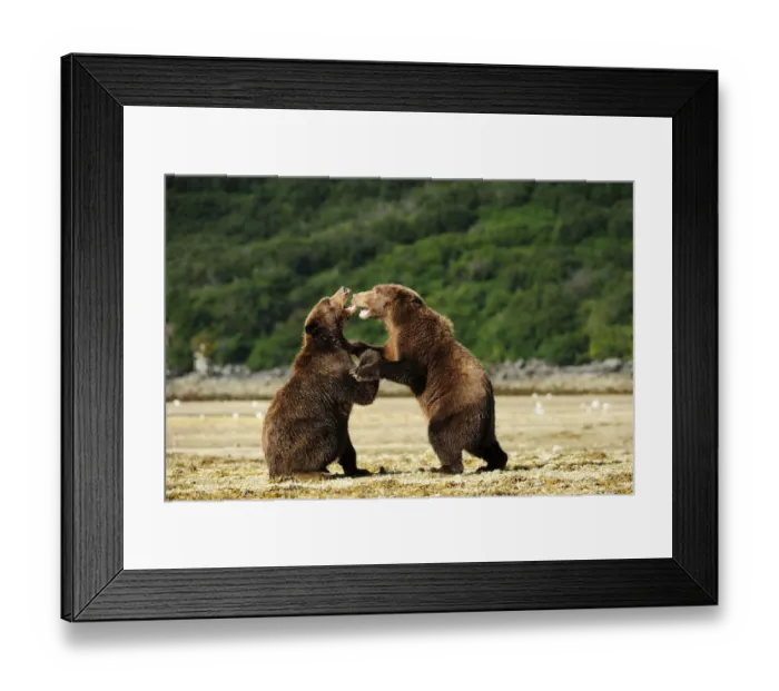 Framed Print : Two Brown Bears -Ursus arctos- play-fighting with each other, Katmai National Park, Alaska Framed Print : Two Brown Bears -Ursus arctos- play-fighting with each other, Katmai National Park, Alaska