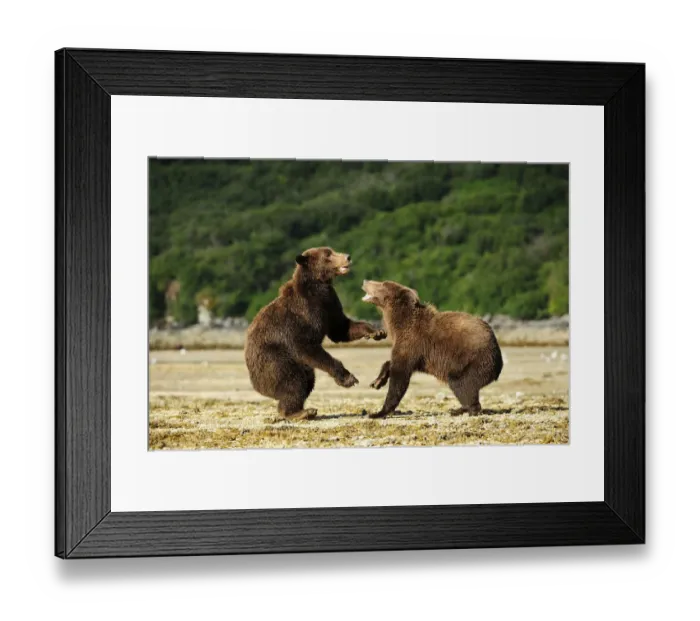 Framed Print : Two Brown Bears -Ursus arctos- play-fighting with each other, Katmai National Park, Alaska Framed Print : Two Brown Bears -Ursus arctos- play-fighting with each other, Katmai National Park, Alaska