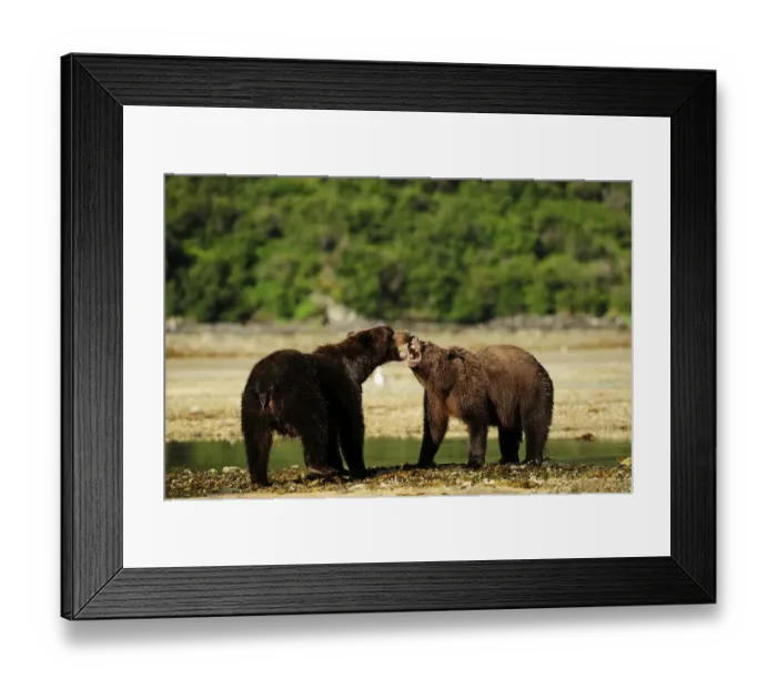 Framed Print : Two Brown Bears -Ursus arctos- play-fighting with each other, Katmai National Park, Alaska Framed Print : Two Brown Bears -Ursus arctos- play-fighting with each other, Katmai National Park, Alaska