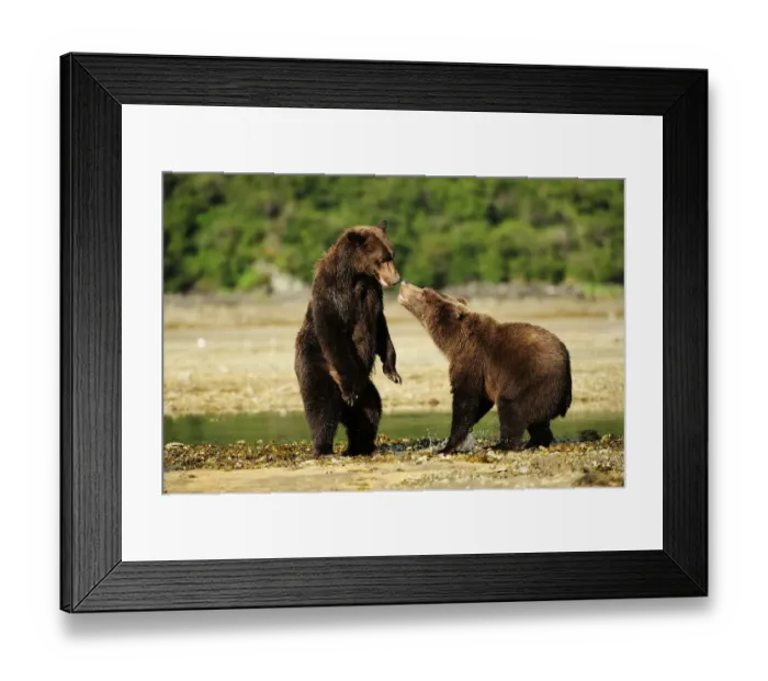 Framed Print : Two Brown Bears -Ursus arctos- play-fighting with each other, Katmai National Park, Alaska Framed Print : Two Brown Bears -Ursus arctos- play-fighting with each other, Katmai National Park, Alaska