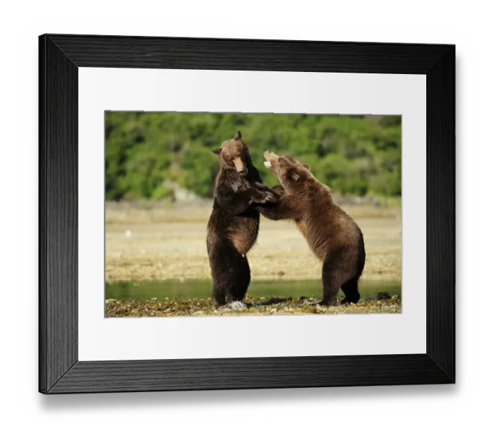 Framed Print : Two Brown Bears -Ursus arctos- play-fighting with each other, Katmai National Park, Alaska Framed Print : Two Brown Bears -Ursus arctos- play-fighting with each other, Katmai National Park, Alaska