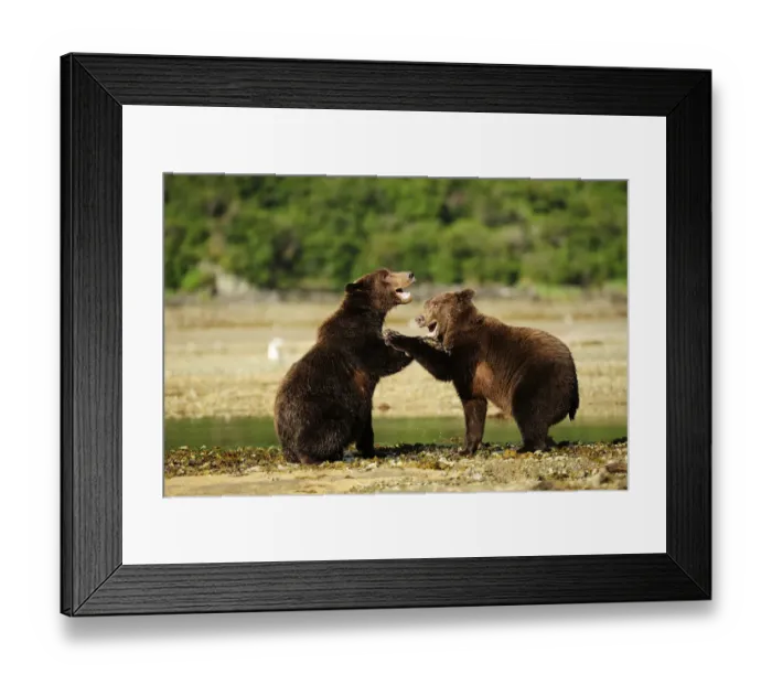 Framed Print : Two Brown Bears -Ursus arctos- play-fighting with each other, Katmai National Park, Alaska Framed Print : Two Brown Bears -Ursus arctos- play-fighting with each other, Katmai National Park, Alaska