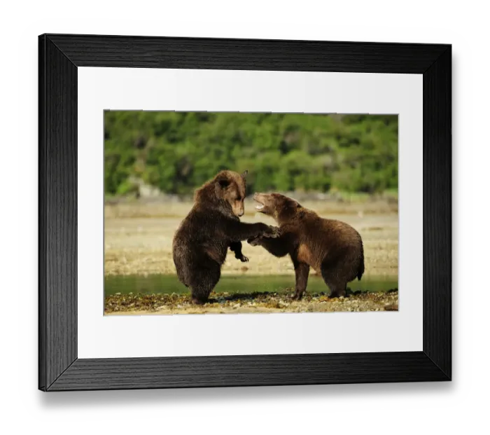 Framed Print : Two Brown Bears -Ursus arctos- play-fighting with each other, Katmai National Park, Alaska Framed Print : Two Brown Bears -Ursus arctos- play-fighting with each other, Katmai National Park, Alaska