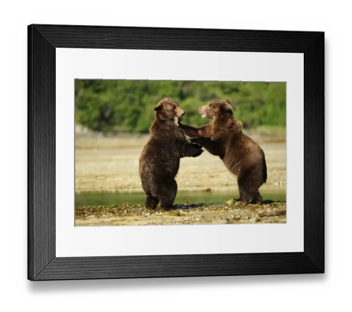 Framed Print : Two Brown Bears -Ursus arctos- play-fighting with each other, Katmai National Park, Alaska Framed Print : Two Brown Bears -Ursus arctos- play-fighting with each other, Katmai National Park, Alaska