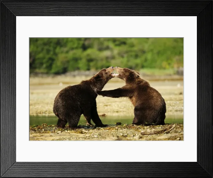 Framed Print : Two Brown Bears -Ursus arctos- play-fighting with each other, Katmai National Park, Alaska Framed Print : Two Brown Bears -Ursus arctos- play-fighting with each other, Katmai National Park, Alaska