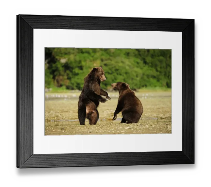 Framed Print : Two Brown Bears -Ursus arctos- play-fighting with each other, Katmai National Park, Alaska Framed Print : Two Brown Bears -Ursus arctos- play-fighting with each other, Katmai National Park, Alaska