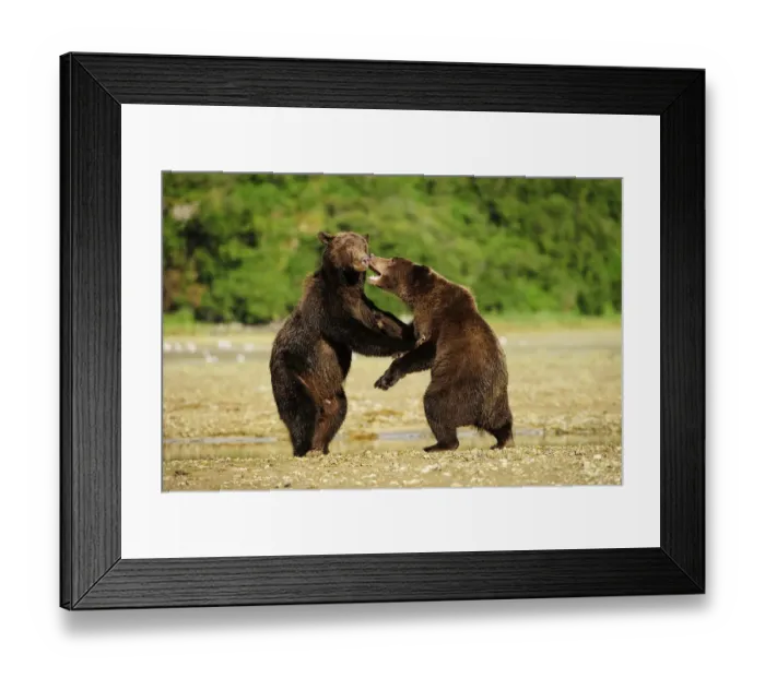 Framed Print : Two Brown Bears -Ursus arctos- play-fighting with each other, Katmai National Park, Alaska Framed Print : Two Brown Bears -Ursus arctos- play-fighting with each other, Katmai National Park, Alaska