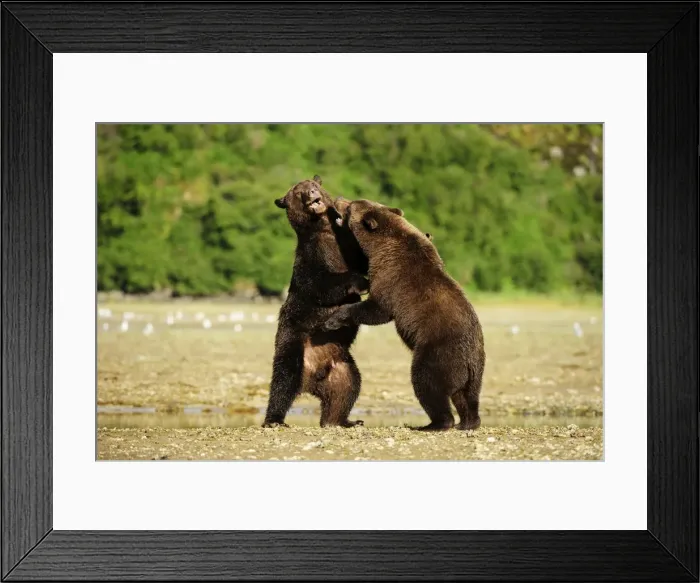 Framed Print : Two Brown Bears -Ursus arctos- play-fighting with each other, Katmai National Park, Alaska Framed Print : Two Brown Bears -Ursus arctos- play-fighting with each other, Katmai National Park, Alaska