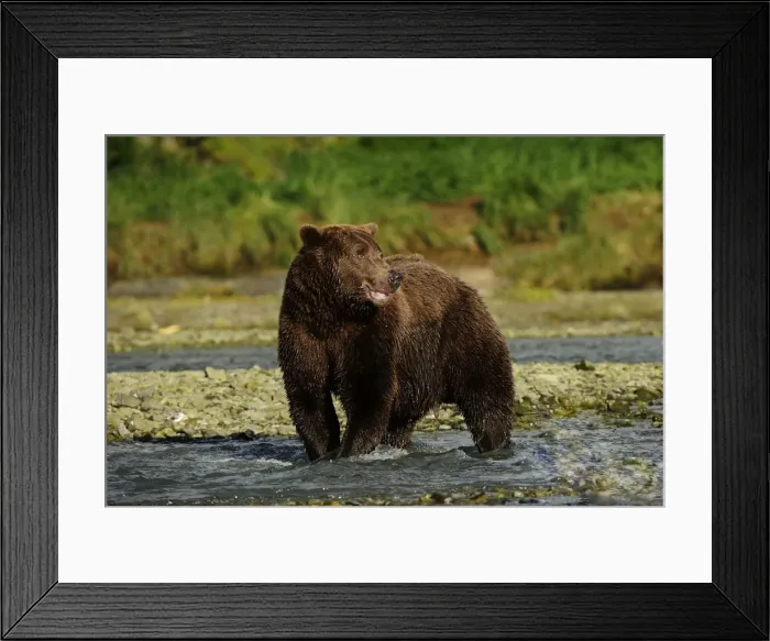 Framed Print : Brown Bear -Ursus arctos- standing in the river and waiting for salmon, Katmai National Park, Alaska Framed Print : Brown Bear -Ursus arctos- standing in the river and waiting for salmon, Katmai National Park, Alaska