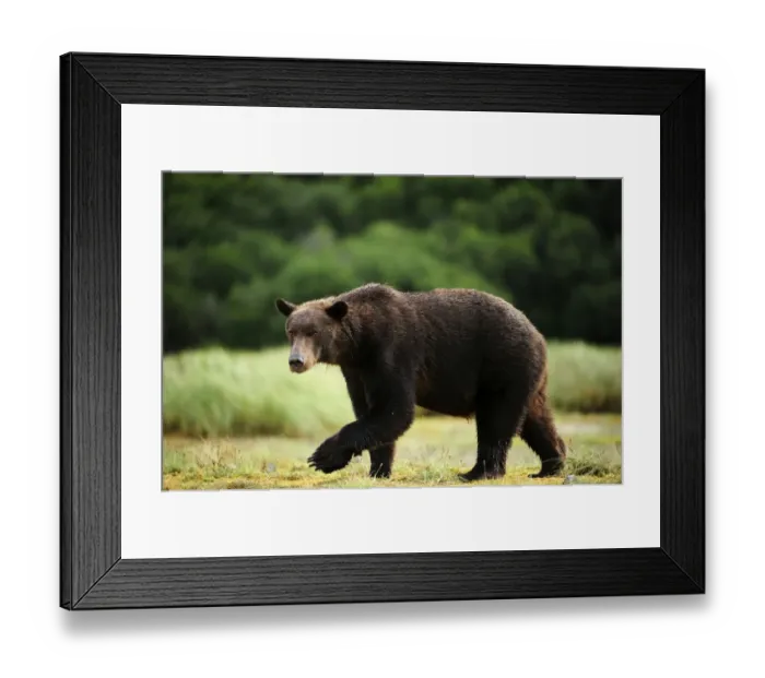 Framed Print : Brown Bear -Ursus arctos- walking across a meadow, Katmai National Park, Alaska Framed Print : Brown Bear -Ursus arctos- walking across a meadow, Katmai National Park, Alaska