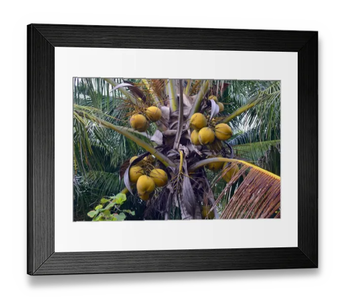 Framed Print : Coconuts on a Coconut Palm -Cocos nucifera-, Lovina, North Bali, Bali, Indonesia Framed Print : Coconuts on a Coconut Palm -Cocos nucifera-, Lovina, North Bali, Bali, Indonesia