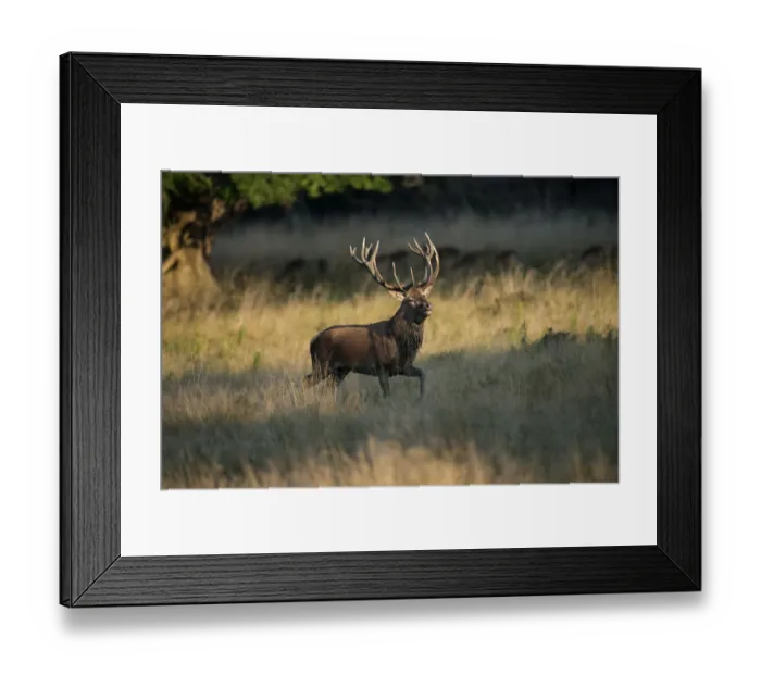 Framed Print : Red Deer -Cervus elaphus-, stag, Copenhagen, Denmark Framed Print : Red Deer -Cervus elaphus-, stag, Copenhagen, Denmark