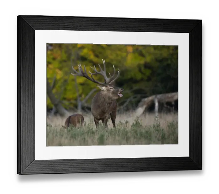 Framed Print : Red Deer -Cervus elaphus-, stag, Copenhagen, Denmark Framed Print : Red Deer -Cervus elaphus-, stag, Copenhagen, Denmark