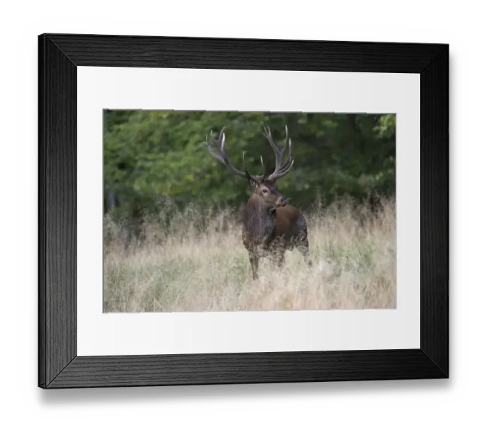 Framed Print : Red Deer -Cervus elaphus-, stag, Copenhagen, Denmark Framed Print : Red Deer -Cervus elaphus-, stag, Copenhagen, Denmark