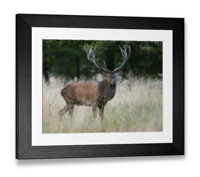 Framed Print : Red Deer -Cervus elaphus-, stag, Copenhagen, Denmark Framed Print : Red Deer -Cervus elaphus-, stag, Copenhagen, Denmark