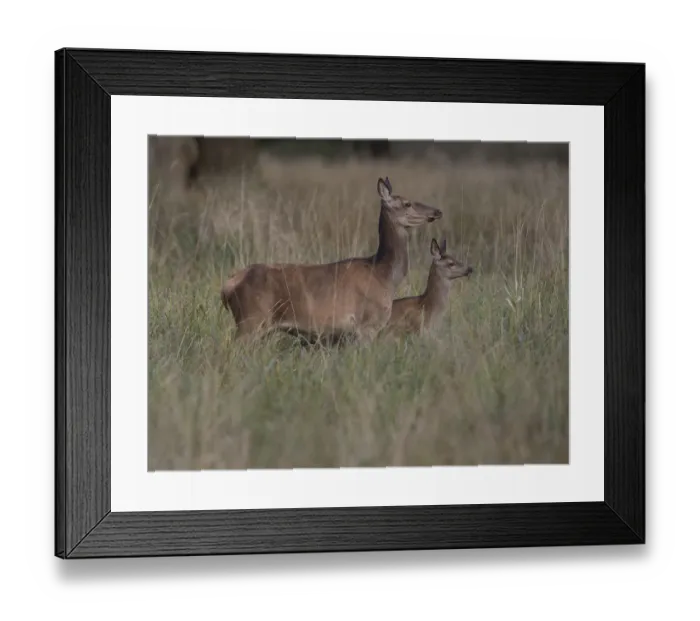 Framed Print : Red Deer -Cervus elaphus-, doe and calf, Copenhagen, Denmark Framed Print : Red Deer -Cervus elaphus-, doe and calf, Copenhagen, Denmark