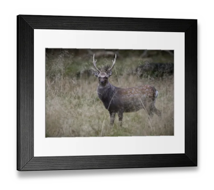 Framed Print : Sika Deer -Cervus nippon-, Copenhagen, Denmark