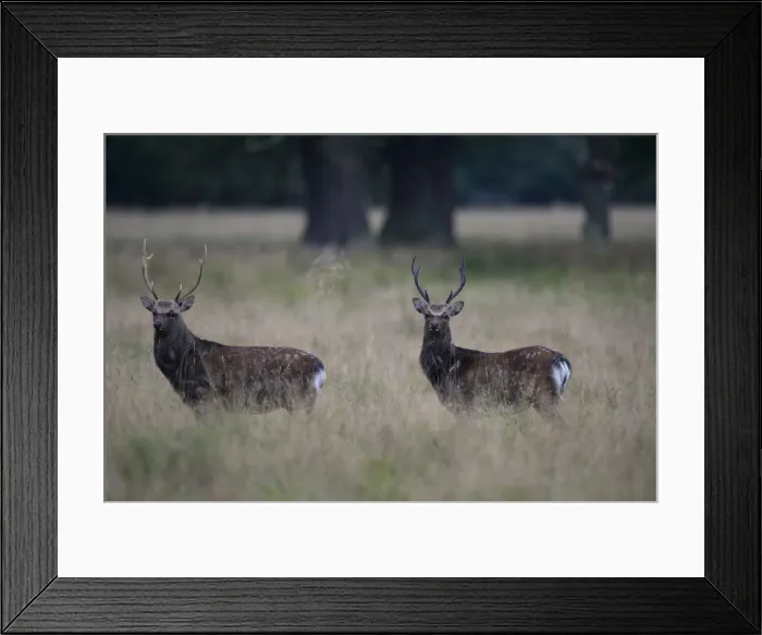 Framed Print : Sika Deer -Cervus nippon-, Copenhagen, Denmark Framed Print : Sika Deer -Cervus nippon-, Copenhagen, Denmark