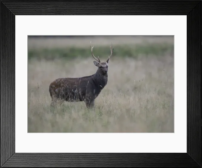 Framed Print : Sika Deer -Cervus nippon-, Copenhagen, Denmark Framed Print : Sika Deer -Cervus nippon-, Copenhagen, Denmark