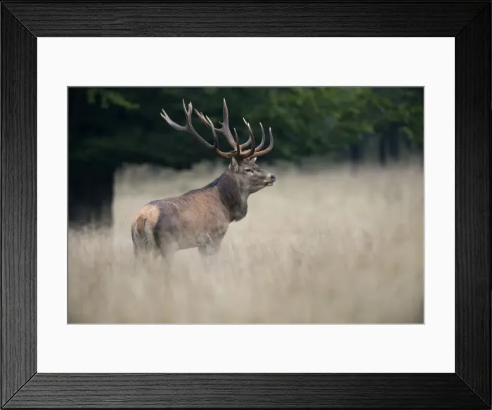 Framed Print : Red Deer -Cervus elaphus-, stag, Copenhagen, Denmark Framed Print : Red Deer -Cervus elaphus-, stag, Copenhagen, Denmark