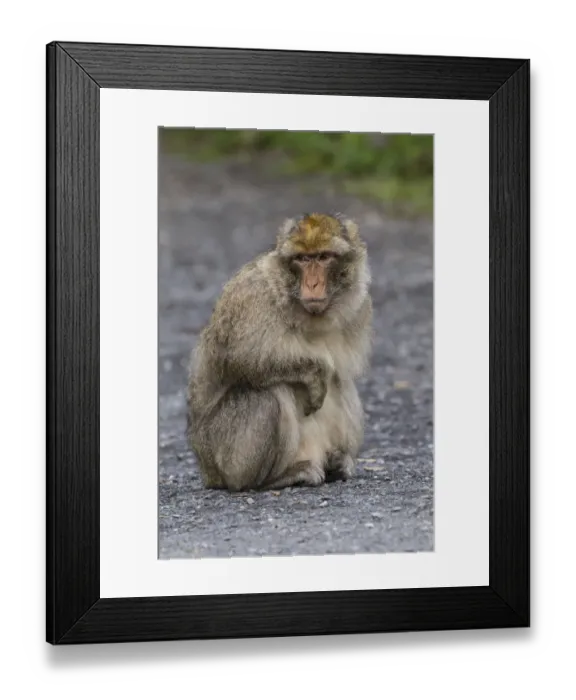 Framed Print : Barbary Macaque -Macaca sylvanus-, adult, captive, Rhineland-Palatinate, Germany Framed Print : Barbary Macaque -Macaca sylvanus-, adult, captive, Rhineland-Palatinate, Germany