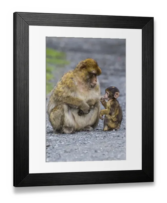 Framed Print : Barbary Macaque -Macaca sylvanus-, adult with baby monkey, captive, Rhineland-Palatinate, Germany Framed Print : Barbary Macaque -Macaca sylvanus-, adult with baby monkey, captive, Rhineland-Palatinate, Germany