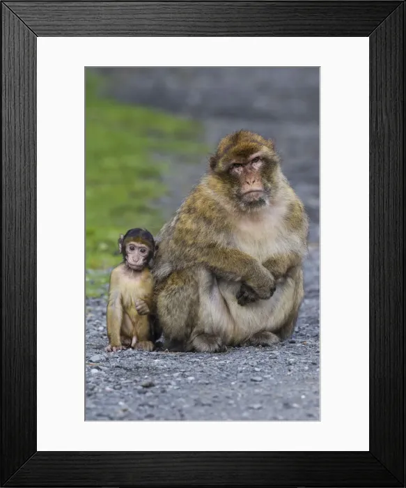 Framed Print : Barbary Macaque -Macaca sylvanus-, adult with baby monkey, captive, Rhineland-Palatinate, Germany