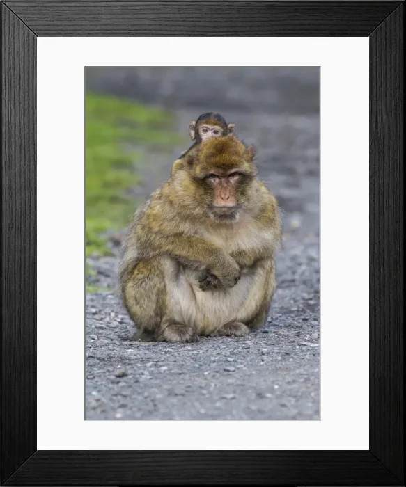 Framed Print : Barbary Macaque -Macaca sylvanus-, adult with baby monkey, captive, Rhineland-Palatinate, Germany Framed Print : Barbary Macaque -Macaca sylvanus-, adult with baby monkey, captive, Rhineland-Palatinate, Germany