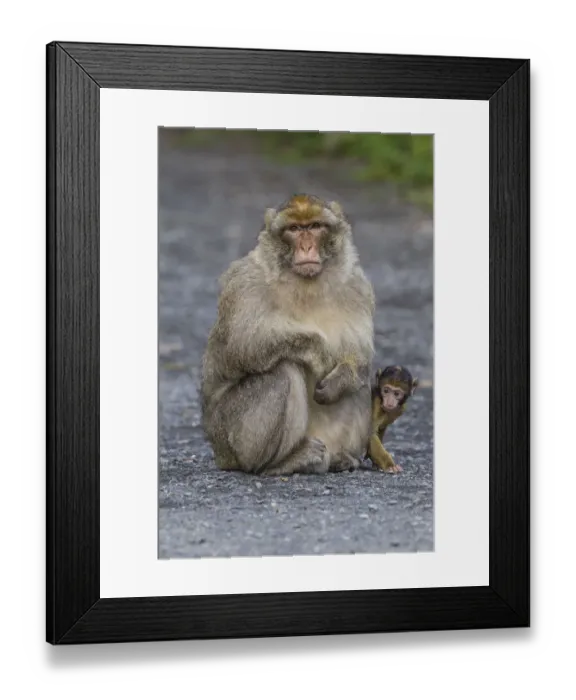 Framed Print : Barbary Macaque -Macaca sylvanus-, adult with baby monkey, captive, Rhineland-Palatinate, Germany Framed Print : Barbary Macaque -Macaca sylvanus-, adult with baby monkey, captive, Rhineland-Palatinate, Germany
