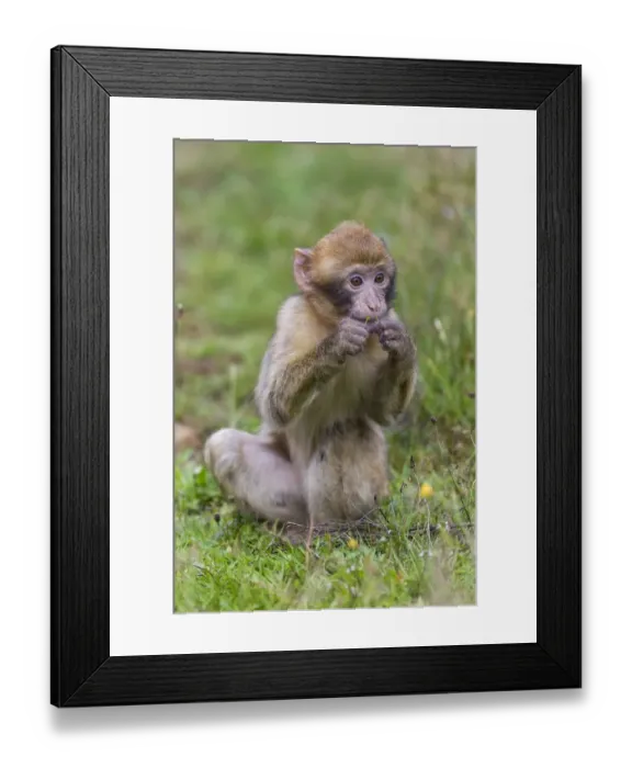 Framed Print : Barbary Macaque -Macaca sylvanus-, young, captive, Rhineland-Palatinate, Germany Framed Print : Barbary Macaque -Macaca sylvanus-, young, captive, Rhineland-Palatinate, Germany