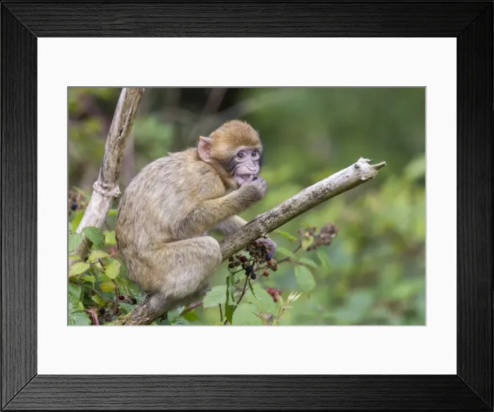 Framed Print : Barbary Macaque -Macaca sylvanus-, young animal, captive, Rhineland-Palatinate, Germany Framed Print : Barbary Macaque -Macaca sylvanus-, young animal, captive, Rhineland-Palatinate, Germany