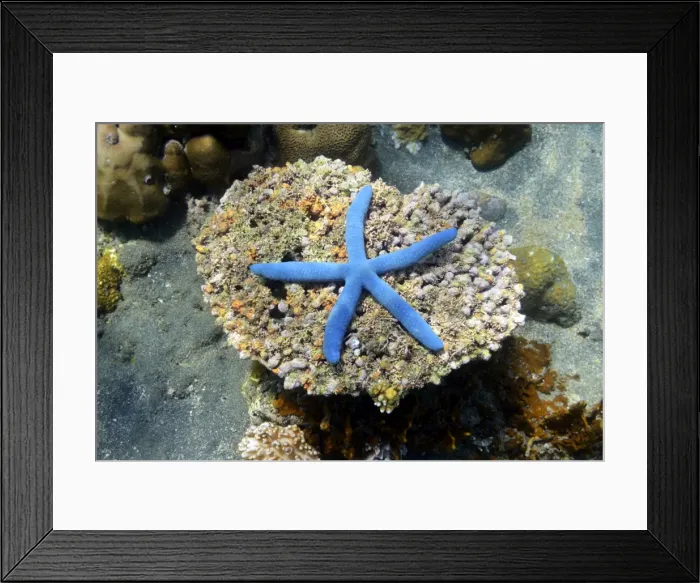 Framed Print : Blue Starfish -Linckia laevigata-, North Bali, Bali, Indonesia Framed Print : Blue Starfish -Linckia laevigata-, North Bali, Bali, Indonesia