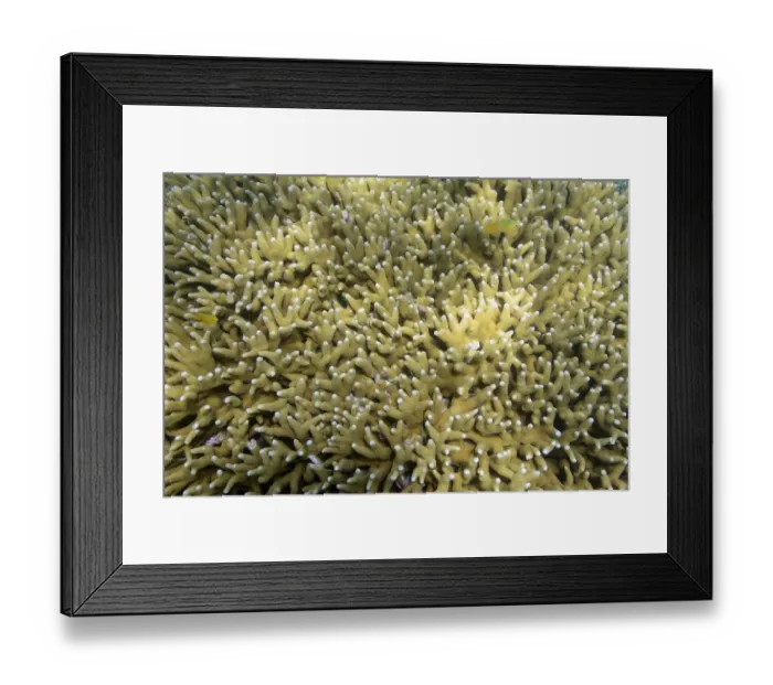 Framed Print : Large blocks of Stone corals -Seriatopora spec. - in the coral reef, Northern Bali, Bali, Indonesia
