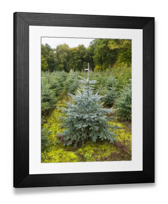 Framed Print : Tree nursery, with planted Christmas trees, Hesse, Germany Framed Print : Tree nursery, with planted Christmas trees, Hesse, Germany