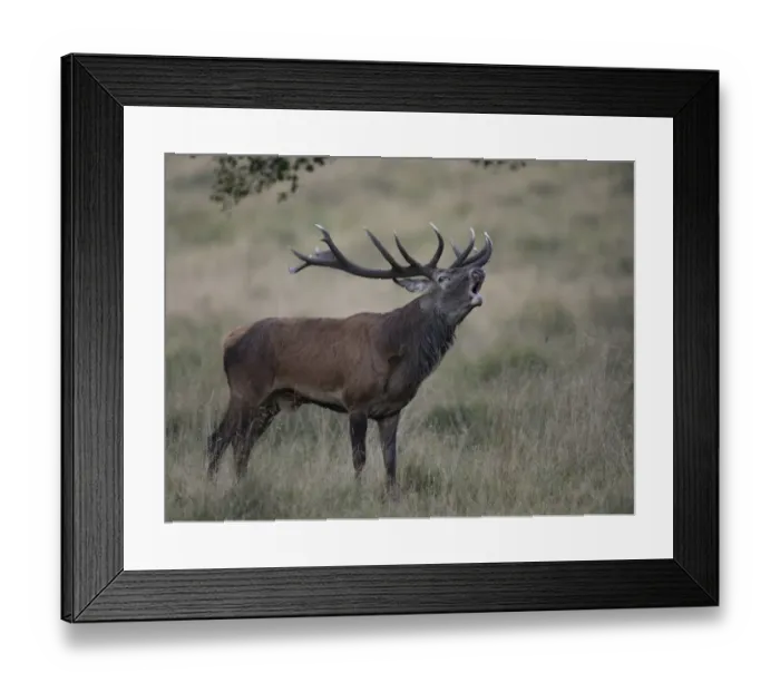 Framed Print : Red Deer -Cervus elaphus-, stag, Copenhagen, Denmark Framed Print : Red Deer -Cervus elaphus-, stag, Copenhagen, Denmark