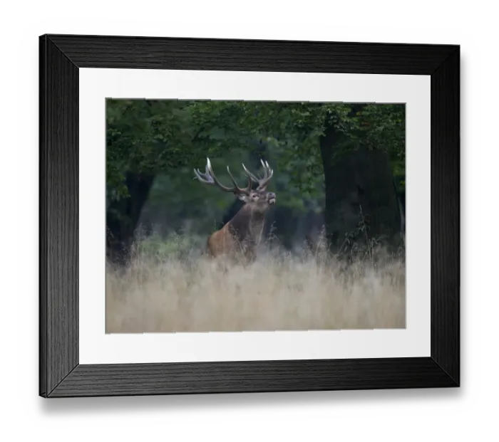 Framed Print : Red Deer -Cervus elaphus-, stag, Copenhagen, Denmark Framed Print : Red Deer -Cervus elaphus-, stag, Copenhagen, Denmark