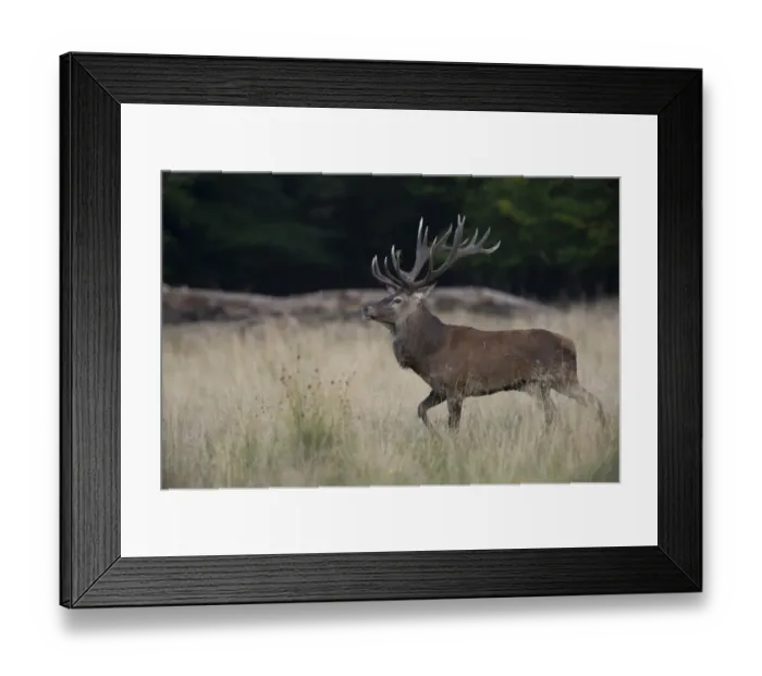 Framed Print : Red Deer -Cervus elaphus-, stag, Copenhagen, Denmark Framed Print : Red Deer -Cervus elaphus-, stag, Copenhagen, Denmark