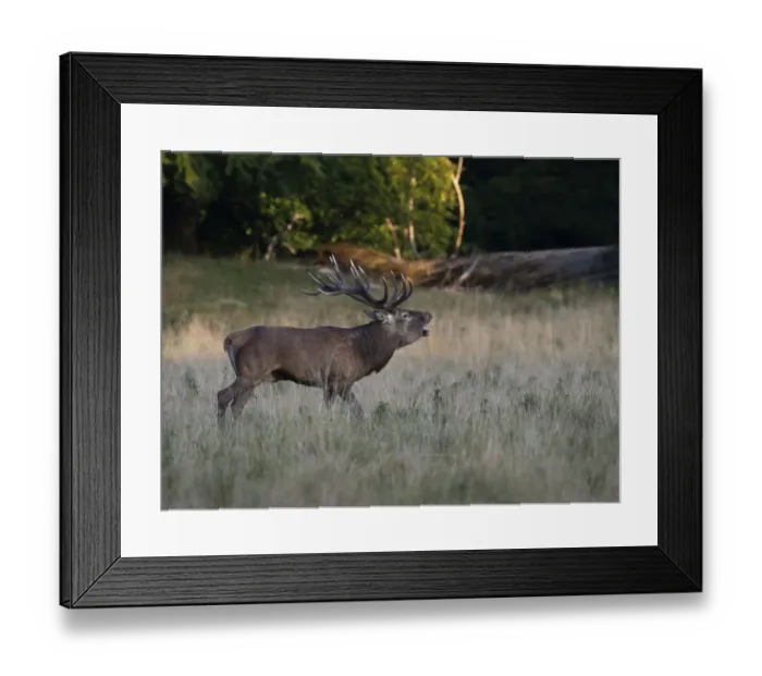 Framed Print : Red Deer -Cervus elaphus-, stag, Copenhagen, Denmark Framed Print : Red Deer -Cervus elaphus-, stag, Copenhagen, Denmark