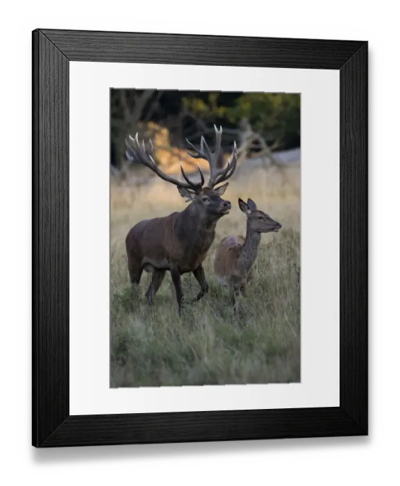 Framed Print : Red Deer -Cervus elaphus-, stag and doe, Copenhagen, Denmark Framed Print : Red Deer -Cervus elaphus-, stag and doe, Copenhagen, Denmark