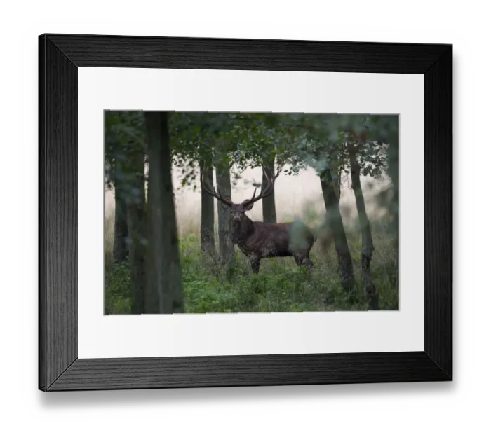Framed Print : Red Deer -Cervus elaphus-, stag, Copenhagen, Denmark Framed Print : Red Deer -Cervus elaphus-, stag, Copenhagen, Denmark