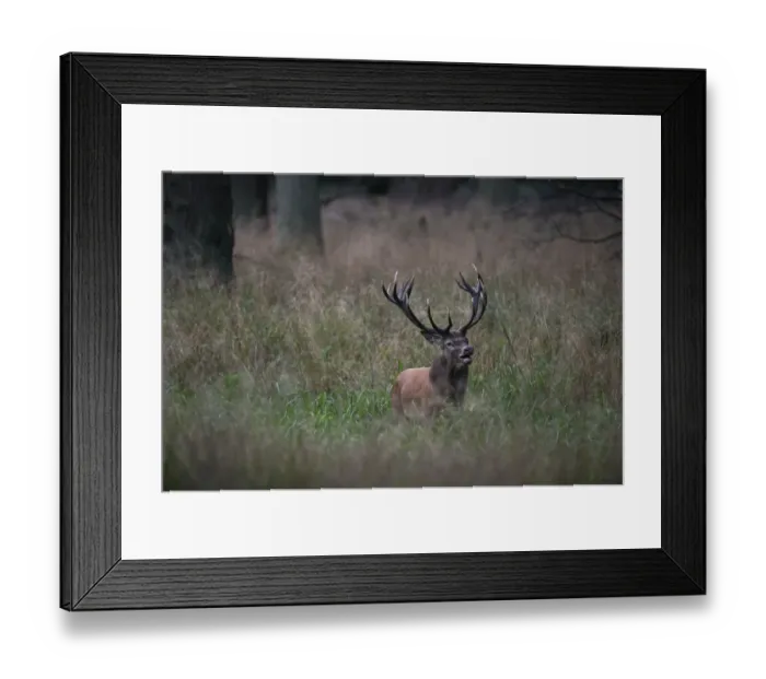 Framed Print : Red Deer -Cervus elaphus-, stag, Copenhagen, Denmark Framed Print : Red Deer -Cervus elaphus-, stag, Copenhagen, Denmark