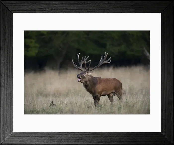 Framed Print : Red Deer -Cervus elaphus-, stag, Copenhagen, Denmark Framed Print : Red Deer -Cervus elaphus-, stag, Copenhagen, Denmark
