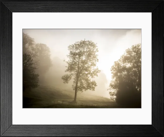 Framed Print : Tree in the morning fog, Schliersee, Upper Bavaria, Bavaria, Germany Framed Print : Tree in the morning fog, Schliersee, Upper Bavaria, Bavaria, Germany