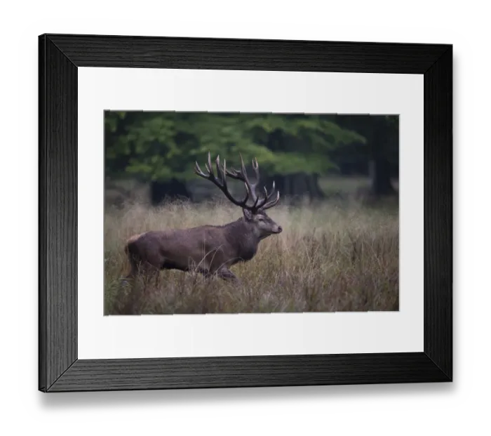 Framed Print : Red Deer -Cervus elaphus-, stag, Copenhagen, Denmark Framed Print : Red Deer -Cervus elaphus-, stag, Copenhagen, Denmark